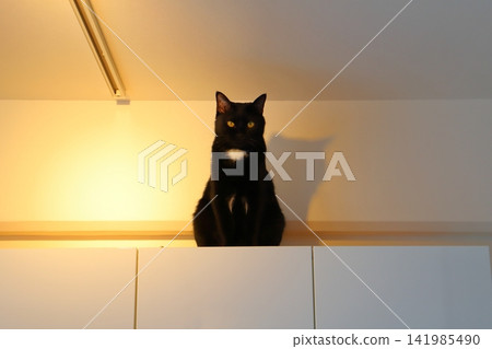 A cat sitting on top of a cupboard A cat sitting on top of a cupboard 141985490