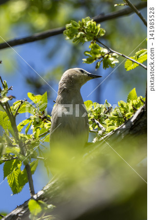一隻雌椋鳥伸長脖子,站在樹上新鮮的綠葉間(野生鳥類,垂直方向,夏鳥,初夏,五月)。 一隻雌椋鳥伸長脖子,站在樹上新鮮的綠葉間(野生鳥類,垂直方向,夏鳥,初夏,五月)。 141985528