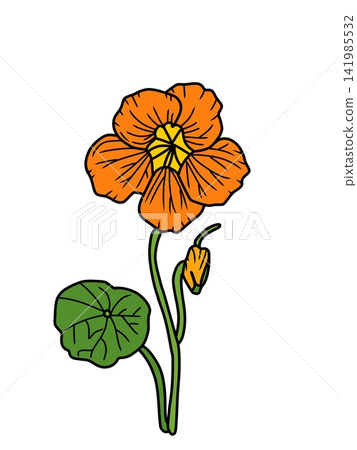 A vibrant vector illustration of an orange nasturtium flower with a yellow center, green stem, round leaf, and small bud, isolated on a white background. Perfect for botanical graphics, floral design A vibrant vector illustration of an orange nasturtium flower with a yellow center, green stem, round leaf, and small bud, isolated on a white background. Perfect for botanical graphics, floral design 141985532