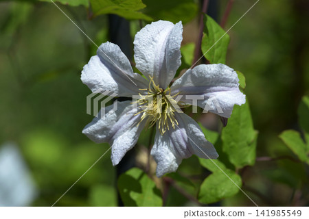 Clematis 'White Prince Charles' Clematis 'White Prince Charles' 141985549