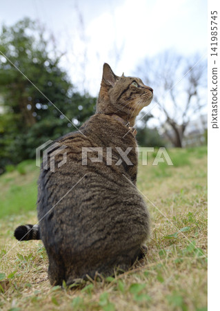 Pheasant cat on the grass Pheasant cat on the grass 141985745