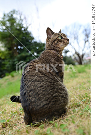 Pheasant cat on the grass Pheasant cat on the grass 141985747