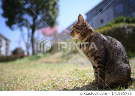 Pheasant cat on the grass Pheasant cat on the grass 141985751