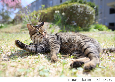 Pheasant cat on the grass Pheasant cat on the grass 141985759