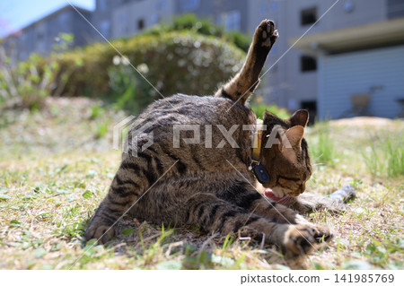 Pheasant cat on the grass Pheasant cat on the grass 141985769