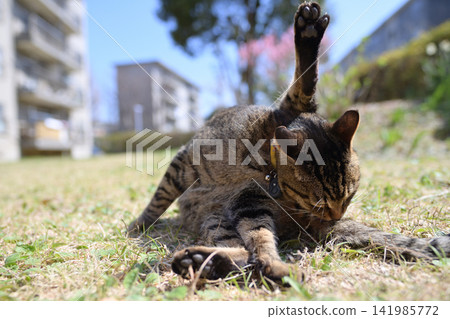Pheasant cat on the grass Pheasant cat on the grass 141985772