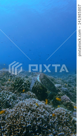 A green sea turtle (Chelonia mydas) clinging among dense corals while lemon damsel (Pomacentrus moluccensis) swim around in deep blue waters. Dauin, Philippines A green sea turtle (Chelonia mydas) clinging among dense corals while lemon damsel (Pomacentrus moluccensis) swim around in deep blue waters. Dauin, Philippines 141985807