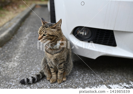 Petticoat cat in the parking lot Petticoat cat in the parking lot 141985839