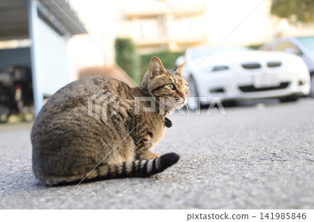 Petticoat cat in the parking lot 141985846