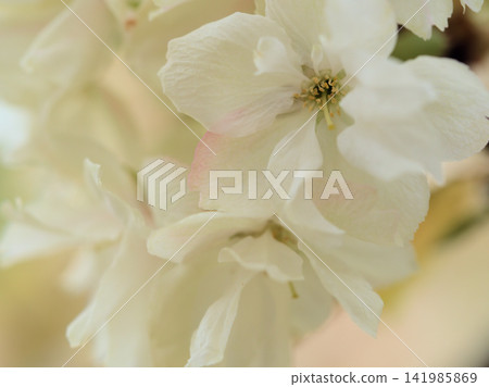 The white cherry blossoms "Ukon" bloomed beautifully in the sunny month of April. The white cherry blossoms "Ukon" bloomed beautifully in the sunny month of April. 141985869
