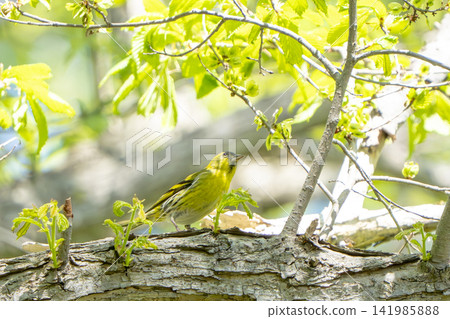 A male Eurasian Siskin (wild bird, small bird, yellow, spring, early summer, May, looking upwards) perched on a thick tree trunk. A male Eurasian Siskin (wild bird, small bird, yellow, spring, early summer, May, looking upwards) perched on a thick tree trunk. 141985888