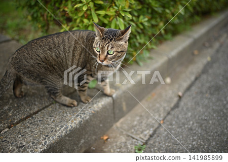Kijitra cat taking a walk Kijitra cat taking a walk 141985899