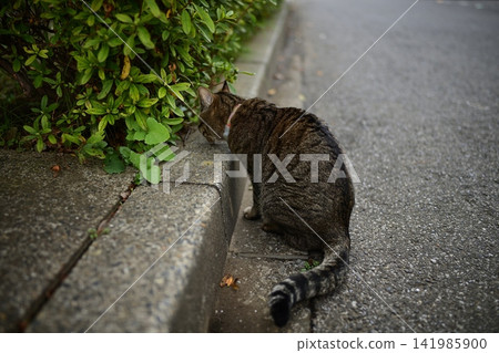 Kijitra cat taking a walk Kijitra cat taking a walk 141985900