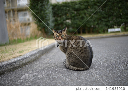 Kijitra cat taking a walk Kijitra cat taking a walk 141985910
