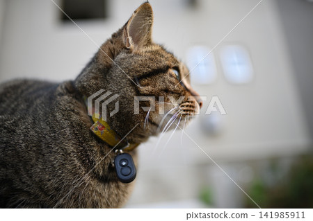Kijitra cat taking a walk Kijitra cat taking a walk 141985911