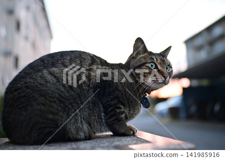 Kijitra cat taking a walk Kijitra cat taking a walk 141985916