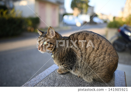 Kijitra cat taking a walk Kijitra cat taking a walk 141985921
