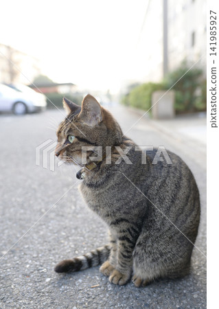 Kijitra cat taking a walk Kijitra cat taking a walk 141985927
