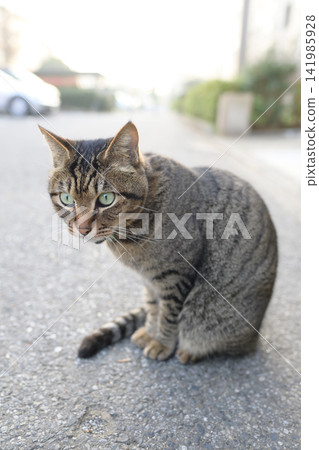 Kijitra cat taking a walk Kijitra cat taking a walk 141985928