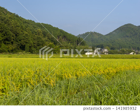 大阪府乃瀨町的鄉村景色 大阪府乃瀨町的鄉村景色 141985932