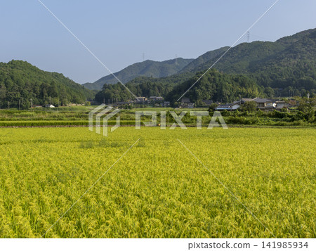 大阪府乃瀨町的鄉村景色 大阪府乃瀨町的鄉村景色 141985934