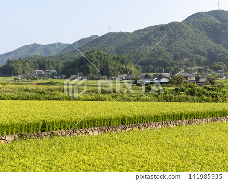 大阪府乃瀨町的鄉村景色 大阪府乃瀨町的鄉村景色 141985935