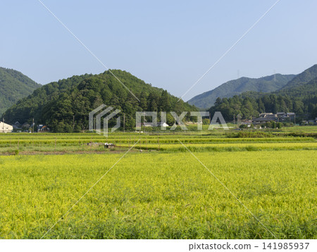 大阪府乃瀨町的鄉村景色 大阪府乃瀨町的鄉村景色 141985937