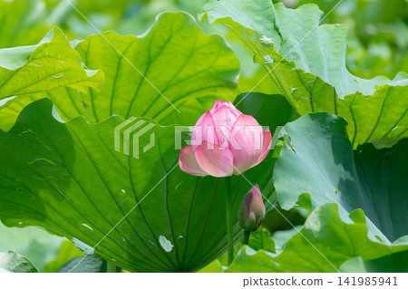 Pink lotus flowers bloom in Shinobazu Pond in summer, surrounded by large lotus leaves. Pink lotus flowers bloom in Shinobazu Pond in summer, surrounded by large lotus leaves. 141985941