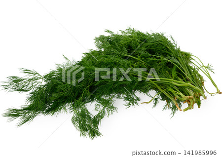 Dense Bunch of Fresh Green Dill with Roots on White Dense Bunch of Fresh Green Dill with Roots on White 141985996