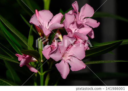 Vibrant pink blooms brighten a serene evening in a cozy garden nook Vibrant pink blooms brighten a serene evening in a cozy garden nook 141986001