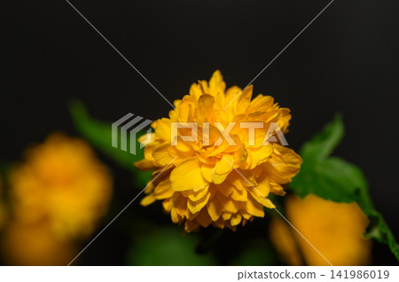 Bright yellow marigold blossoms shining in the warm light of a cozy indoor setting Bright yellow marigold blossoms shining in the warm light of a cozy indoor setting 141986019