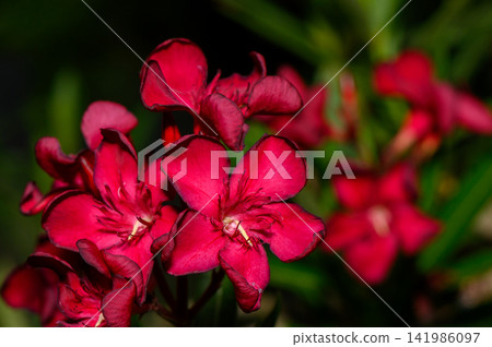 Vibrant red flowers bloom in a lush garden, showcasing nature's beauty at twilight Vibrant red flowers bloom in a lush garden, showcasing nature's beauty at twilight 141986097