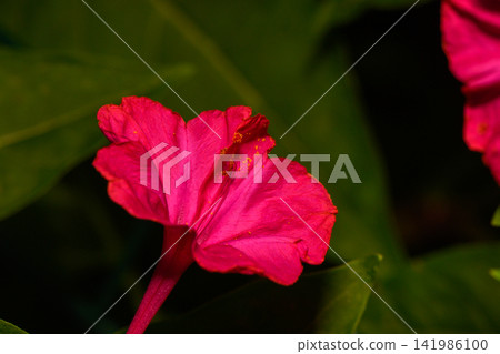 Vivid pink flower blooms under a soft glow, showcasing its delicate petals in a lush garden scene Vivid pink flower blooms under a soft glow, showcasing its delicate petals in a lush garden scene 141986100