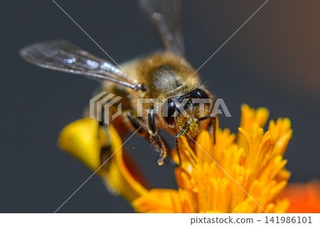 Buzzing bee gathers nectar from vibrant orange flower petals on a sunny afternoon, showcasing nature's delicate harmony Buzzing bee gathers nectar from vibrant orange flower petals on a sunny afternoon, showcasing nature's delicate harmony 141986101