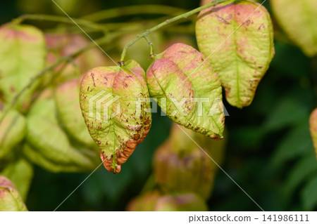 Colorful tropical leaves showcase vibrant transformation in a lush garden during a sunny afternoon Colorful tropical leaves showcase vibrant transformation in a lush garden during a sunny afternoon 141986111