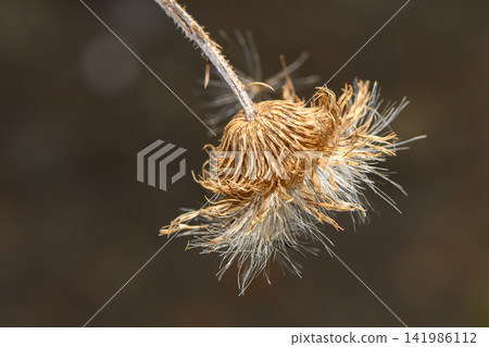 Delicate beauty of a dried flower capturing nature's fleeting moments in soft light Delicate beauty of a dried flower capturing nature's fleeting moments in soft light 141986112