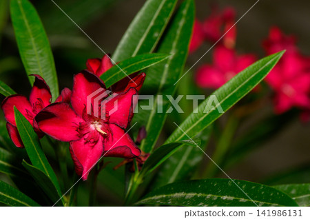 Vibrant red flowers emerging from lush green leaves in a tranquil garden setting Vibrant red flowers emerging from lush green leaves in a tranquil garden setting 141986131