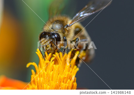 Buzzing beauty in nature's embrace as a bee delights in a vibrant flower at midday Buzzing beauty in nature's embrace as a bee delights in a vibrant flower at midday 141986148