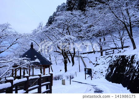 [Kanagawa Prefecture] Cherry blossom-covered forest and gazebo 141986175