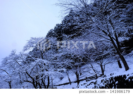 【神奈川縣】山坡上的雪林 【神奈川縣】山坡上的雪林 141986179