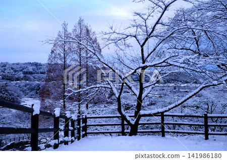 【神奈川縣】白雪皚皚的樹木 141986180