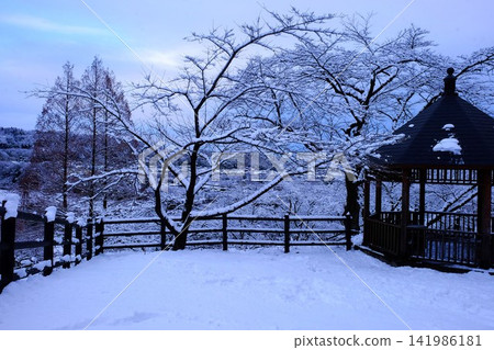 【神奈川縣】白雪皚皚的樹木和涼亭 【神奈川縣】白雪皚皚的樹木和涼亭 141986181