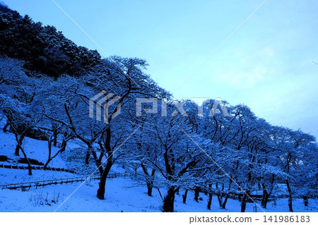 [Kanagawa Prefecture] A park covered in snow 141986183