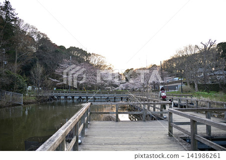 花島公園池塘里的櫻花 花島公園池塘里的櫻花 141986261