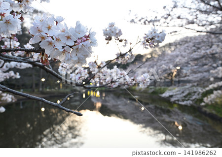 花島公園池塘里的櫻花 花島公園池塘里的櫻花 141986262
