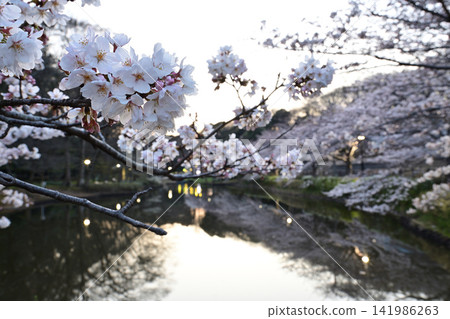 Cherry blossoms at the pond at Hanajima Park Cherry blossoms at the pond at Hanajima Park 141986263