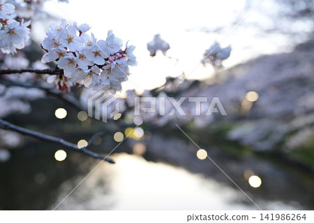 花島公園池塘里的櫻花 花島公園池塘里的櫻花 141986264