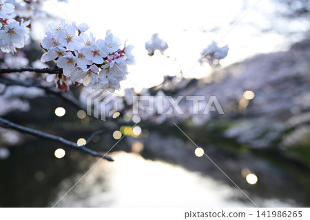 花島公園池塘里的櫻花 141986265
