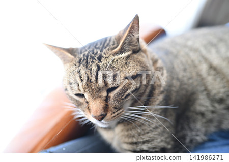 A tabby cat sleeping on my lap 141986271