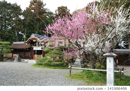 Plums of Kyoto Umehimiya Taisha Shrine Plums of Kyoto Umehimiya Taisha Shrine 141986406